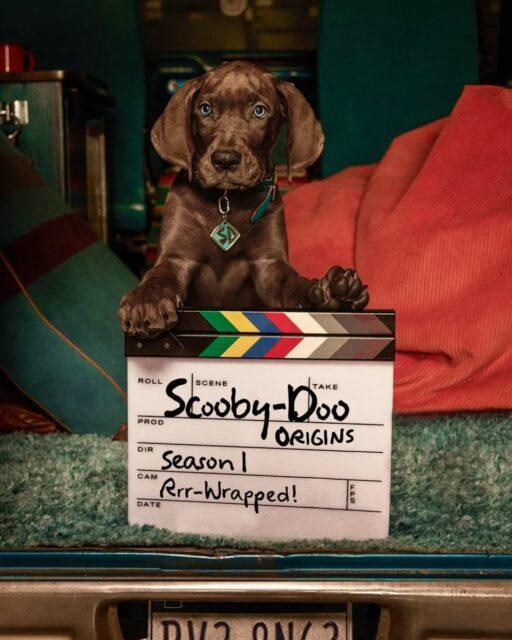 As gravações da série Scooby-Doo: A Origem foram concluídas.A série em live-action estreará na Netflix em 2027.•••#scoobydoo #scoobydooaorigem #sériesnetflix #netflixbr #liveaction
