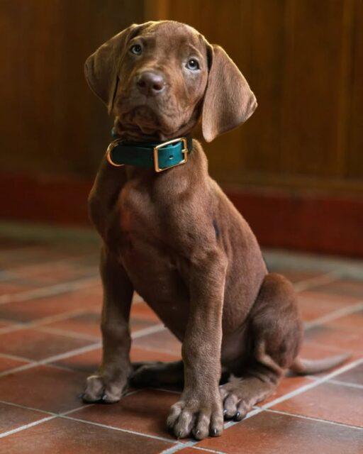 Olha quem apareceu pequeno e todo fofinho, Scoob Dooby Doo!!!A Netflix divulgou a primeira imagem do cão detetive Scooby-Doo e um teaser com o protagonista animal e seu amado tutor, Salsicha.Ao todo, "Scooby-Doo: A Origem" terá oito episódios, produzidos pela Berlanti Productions em parceria com a Warner Bros. Television e a Midnight Radio.A estreia da série em live-action "Scooby-Doo: A Origem" está prevista para 2027.•••#scoobydoo #netflixbr #series #sériesnetflix #liveaction
