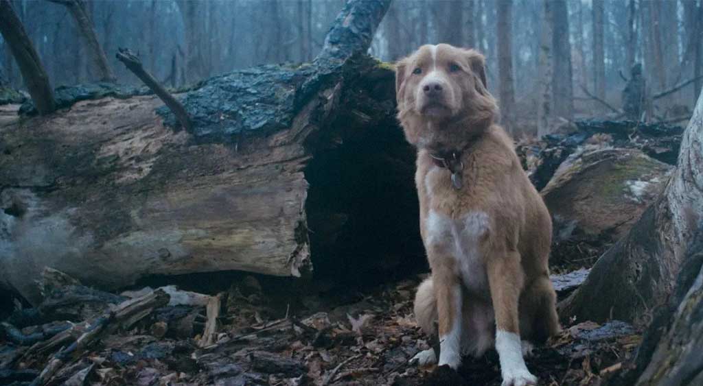 Indy dentro da floresta desconfiado de que está sendo observado.